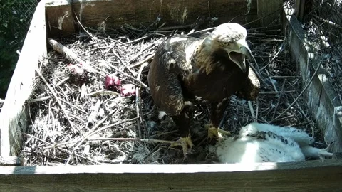 Eagle mother protects her eagle Stock Footage 155443613