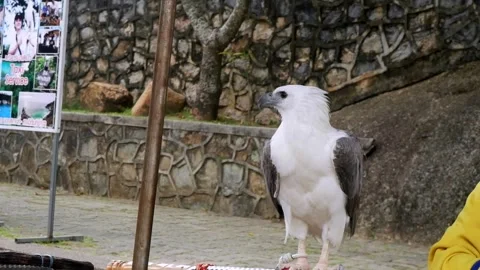 Eagle, mountain eagle, falcon, Karon View Point, big bird, photo for money Stock Footage 247133357