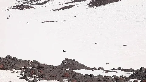 An eagle in the mountains (caucasus) Stock Footage 83678152