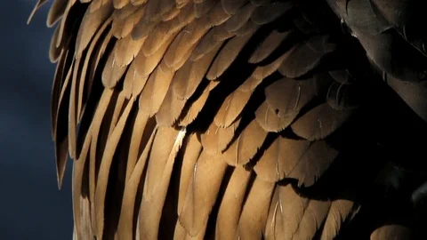 Eagle moving feathers close up. Video stock 99156860