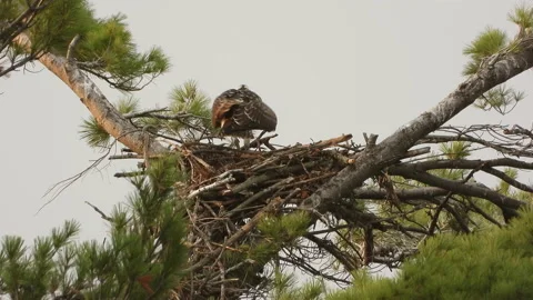 Eagle on nest feather wing spread protection back view Stock Footage 204746862