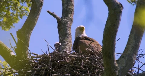 Eagle Nest Stock Footage 112657084