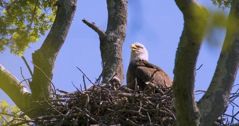 Eagle Nest Stock Footage 112658414