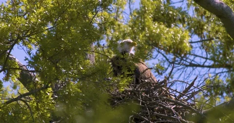 Eagle in Nest Stock Footage 112659649