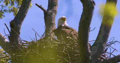 Eagle in Nest Stock Footage 112672541