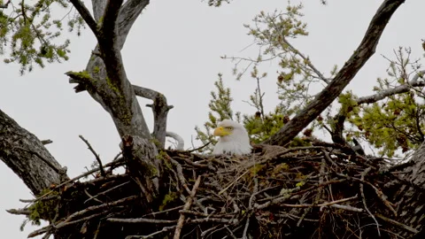 Eagle in nest in large deciduous tree, sitting on eggs, 4k Stock-Footage 270428827