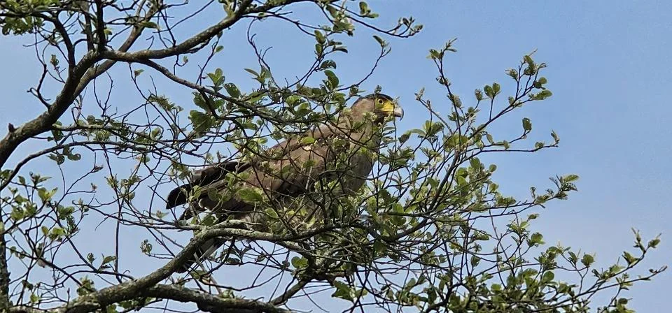 An eagle in the nest Stock Photos