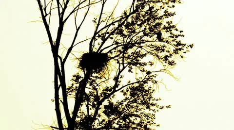 Eagle Nest in Tree at Dawn Stock-Footage 11343292