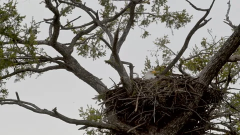 Eagle on nest in tree, wide shot, ms, 4k Stock Footage 270428682