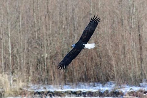 Eagle on Nooksack River in Northern Washington State. Foto stock