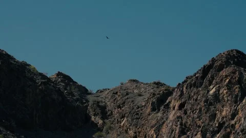 Eagle or falcon soars over a desert cliff face Stock Footage 241498535