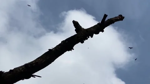 Eagle or hawk birds flying in cloudy sky over a dead tree branch Stock Footage 339940349