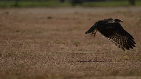 Eagle or Hawk Taking Off in Slow Motion, Wings Spread, Ground-Level Flight Stock Footage 311962203