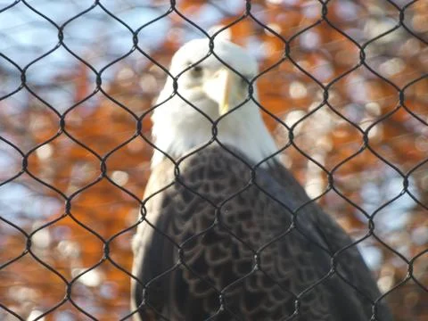 Eagle (out of focus) Stock Photos