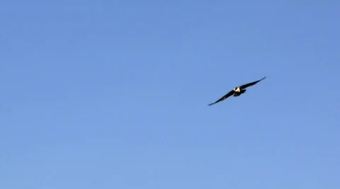 Eagle over blue sky background 動画素材 582630