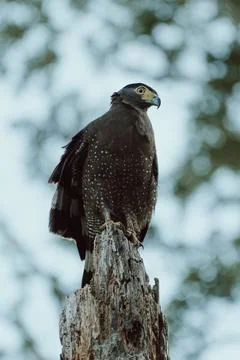An eagle over a branch Stock Photos