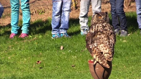 Eagle owl on the bird of prey falconry exhibition Video stock 81532324