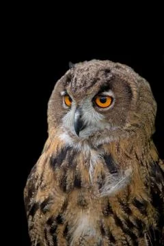 Eagle-owl on a black background Stock Photos