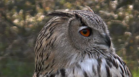 Eagle owl (bubo bubo) closeup Stock Footage 36784860