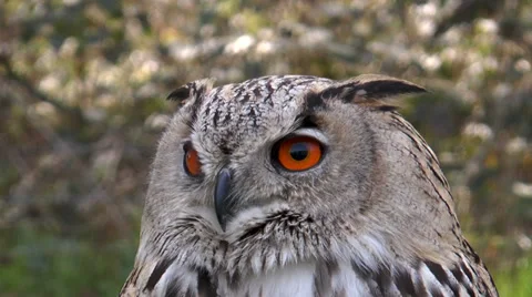 Eagle owl (bubo bubo) closeup staring Stock Footage 36784924