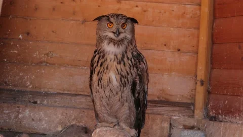 Eagle owl Bubo bubo doing yoga sitting on a branch Stock-Footage 134337910