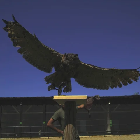 Eagle Owl, Bubo bubo, falconry. Ultra Hispeed 1100 fps Stock Footage 93044179