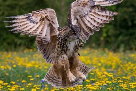 Eagle owl  (Bubo bubo) in flight Stock Photos