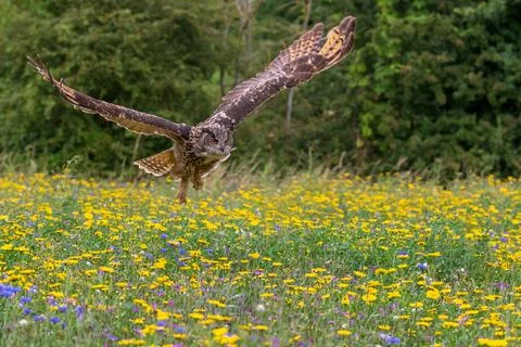 Eagle owl  (Bubo bubo) in flight Stock Photos