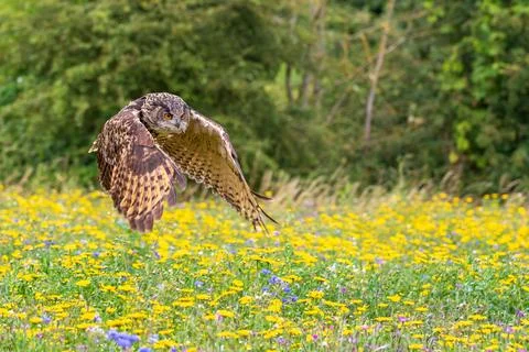 Eagle owl  (Bubo bubo) in flight Stock Photos