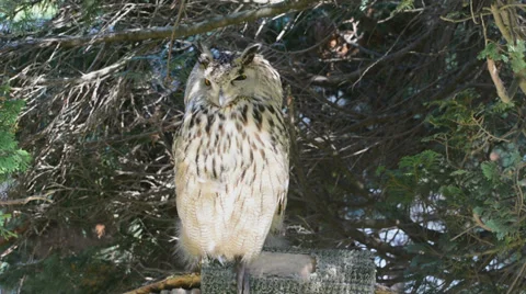 The eagle owl (bubo bubo) Stock Footage 28739453