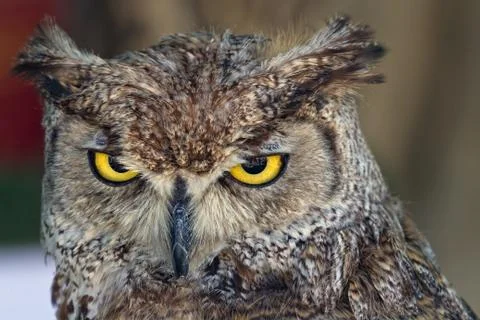 Eagle owl, Bubo bubo 写真素材