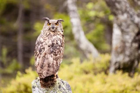 Eagle owl bubo bubo Stock Photos
