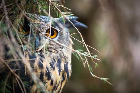 Eagle Owl, Bubo bubo Stock-Fotos