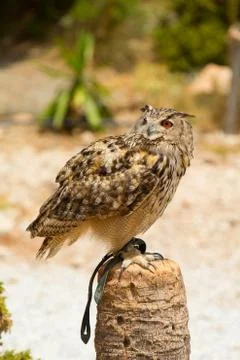 Eagle owl - Bubo bubo Foto stock