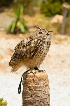 Eagle owl - Bubo bubo Foto stock