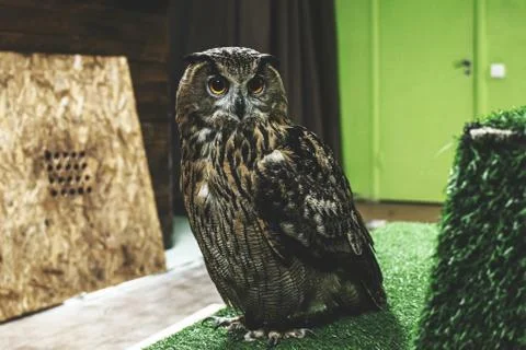 The Eagle owl Bubo bubo sits indoors Stock Illustration