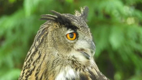 Eagle owl, bubo bubo, Spain Stock Footage 234326212