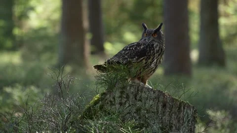 Eagle owl, Bubo bubo, on the tree stump in the misty morning forest. Bird in the Vídeos de archivo 271507100