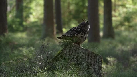 Eagle owl, Bubo bubo, on the tree stump in the misty morning forest. Bird in the Vídeos de archivo 271507593