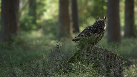Eagle owl, Bubo bubo, on the tree stump in the misty morning forest. Bird in the Stock Footage 271508882