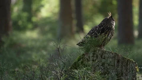 Eagle owl, Bubo bubo, on the tree stump in the misty morning forest. Bird in the Stock-Footage 271509254