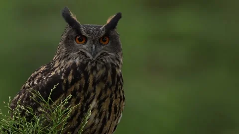 Eagle owl, Bubo bubo, on the tree stump in the misty morning forest. Bird in the Stock Footage 271510217