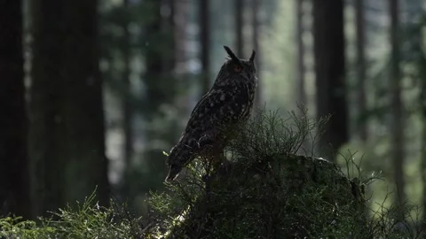 Eagle owl, Bubo bubo, on the tree stump in the misty morning forest. Bird in the Video stock 271632825