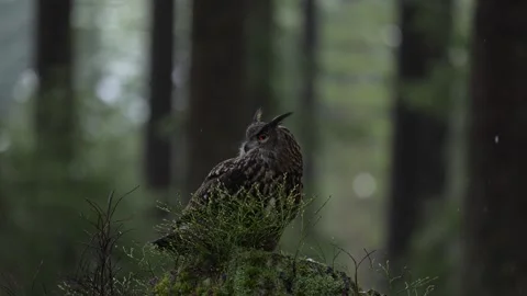 Eagle owl, Bubo bubo, on the tree stump in the misty morning forest. Bird in the Vídeos de archivo 271633315