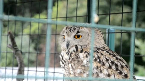 Eagle Owl in a cage Stock Footage 44027300