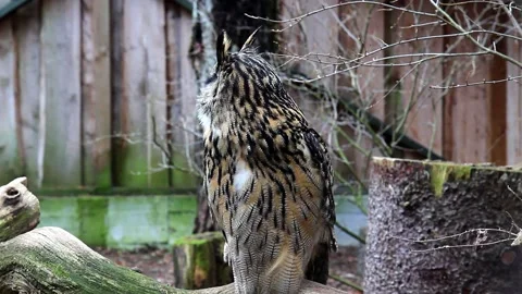 Eagle owl calling bit100 Vídeos de archivo 236581931