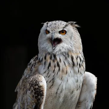 Eagle Owl calling Stock Photos