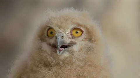 Eagle Owl Chick Close-Up With Head Tilted and Beak Open Stock Footage 340276931