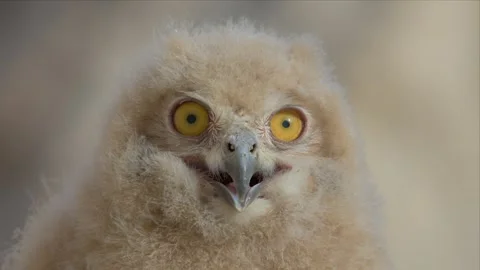 Eagle Owl Chick Face in Extreme Macro Close-Up, Zooming Out Stock Footage 338034717