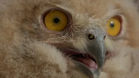 Eagle Owl Chick Face From the Side in Slow Motion Macro Stock Footage 338034746